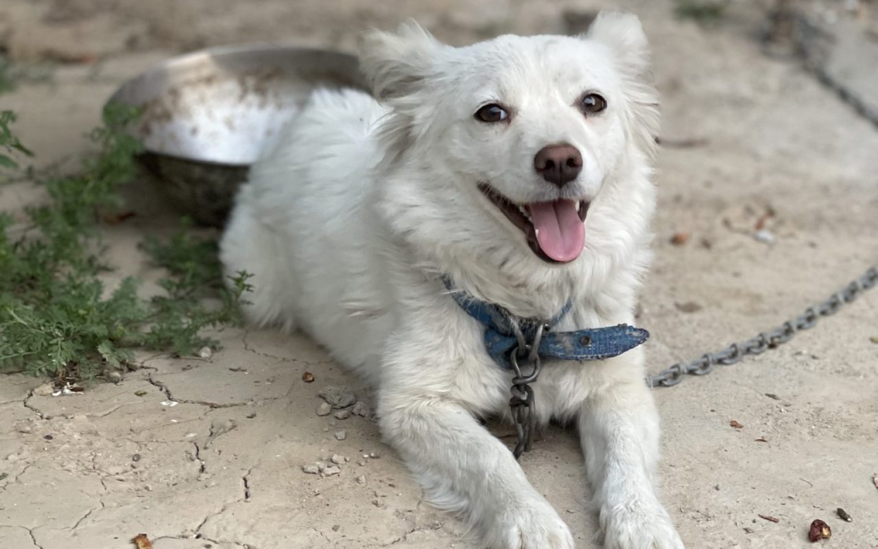 Happy white dog lying on the ground